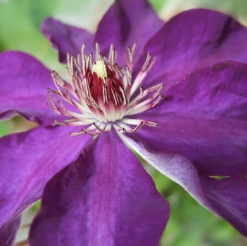 Clematis 4