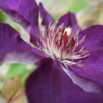 Clematis 3