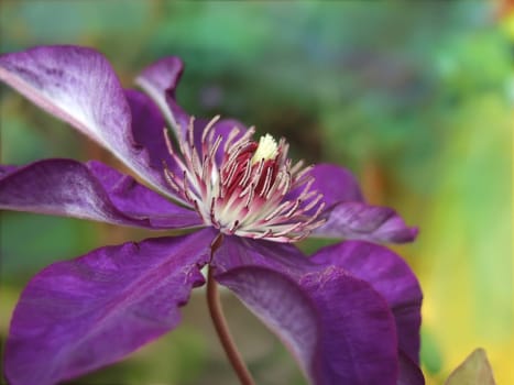 Clematis 7