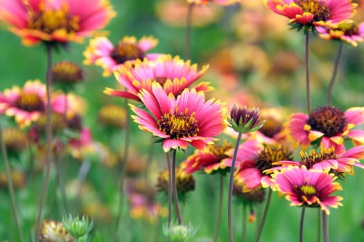 daisy
