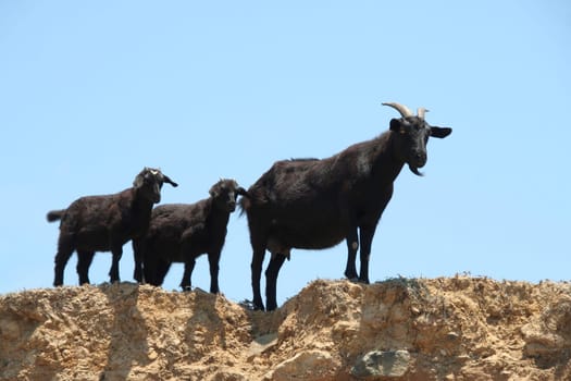 black goats