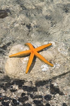 starfish sunbathing on tropical beach