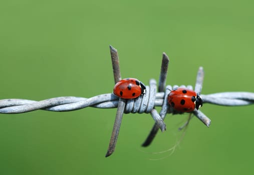 Two ladybugs on barbed wire