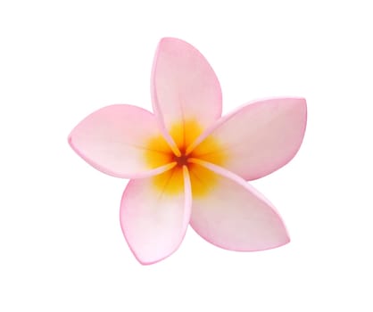 Frangipani flower on white background