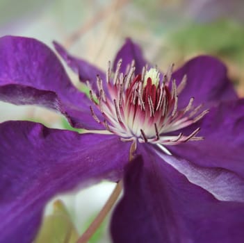 Clematis 5