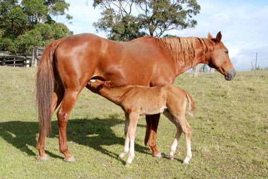 Mare with foal