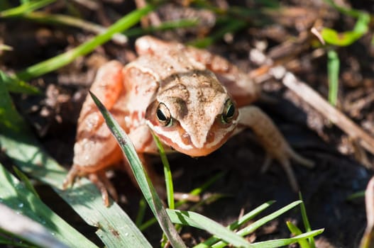 Common Frog - Rana temporaria
