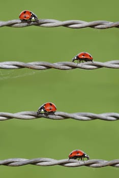 Ladybird