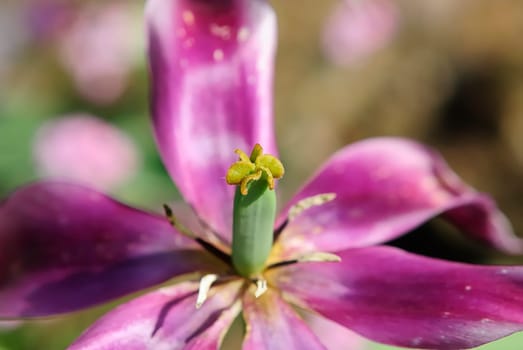 iris 17