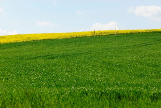 rapeseed 2