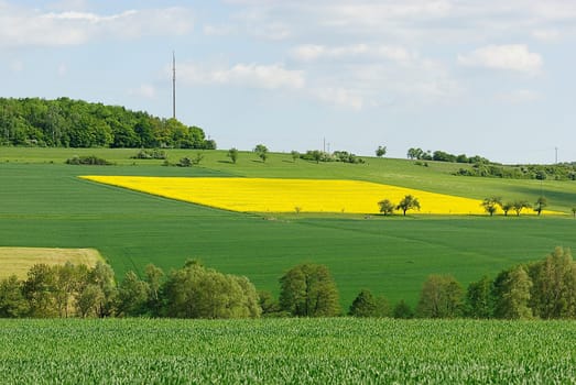 rapeseed 1