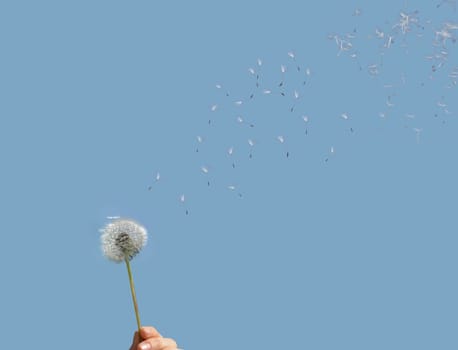 Dandelion