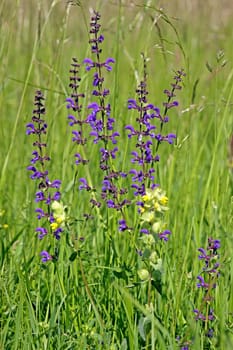 Cultivated meadow with sage and rattlepot
