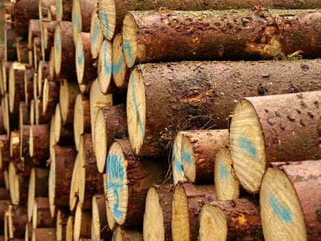 Wood