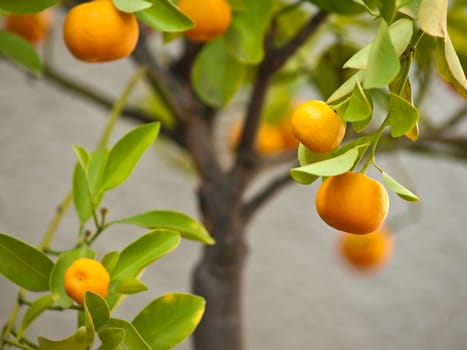 Mandarin