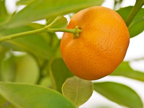 Mandarin