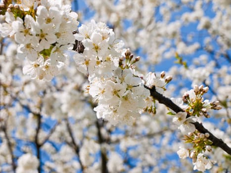 Cherry blossom