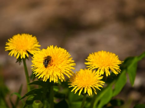 Dandelion