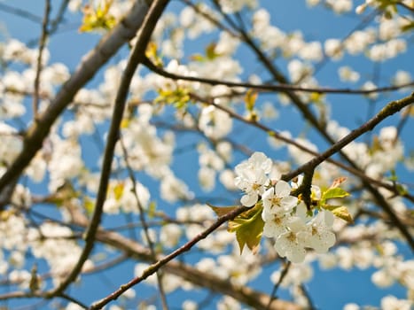Cherry blossom