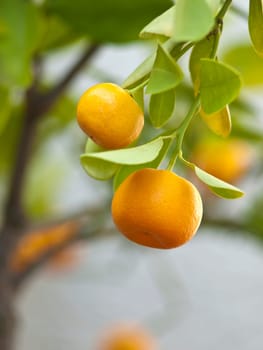 Mandarin