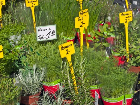Herbs
