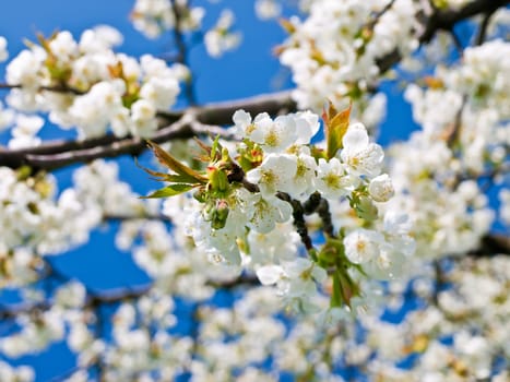 Cherry blossom