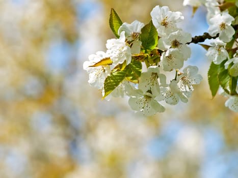 Cherry blossom