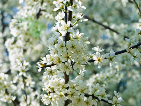 Cherry blossom