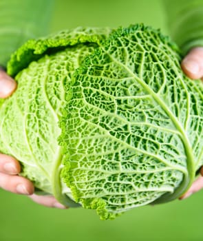 Hands holding green cabbage head