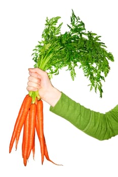 Hand holding carrots
