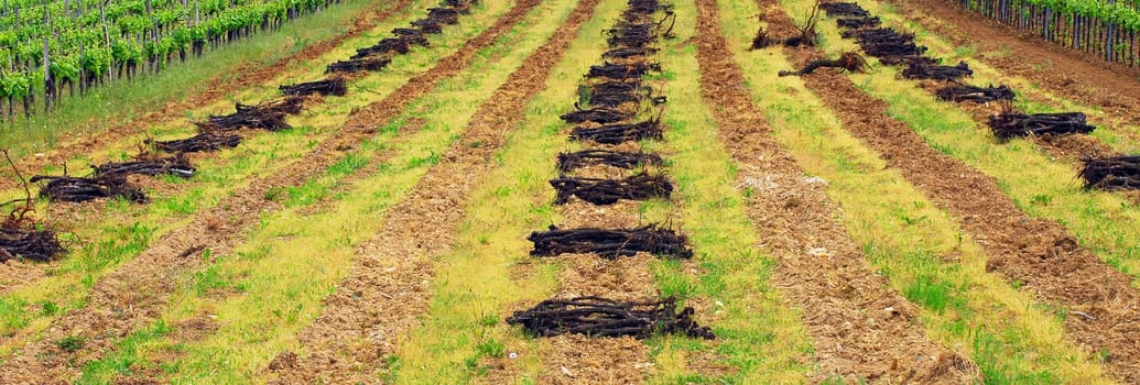 The root of the vine