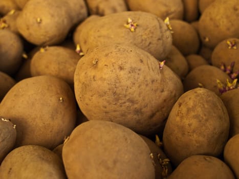 Potato
