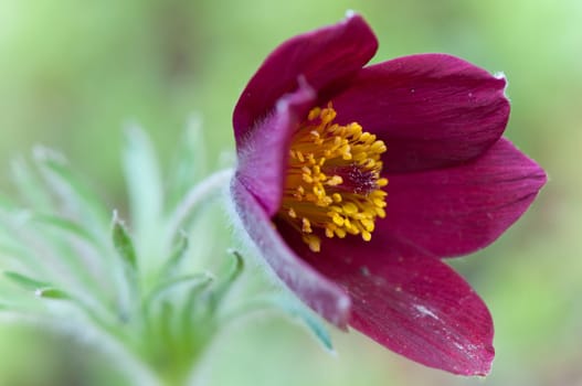 More about Anemone