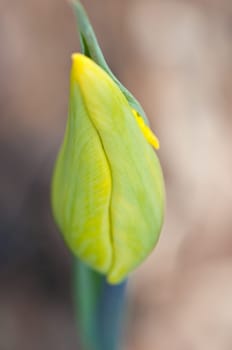 Bud of a tulip