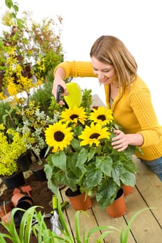 Gardening - woman sprinkling water to sunflowers