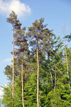 Large pine trees