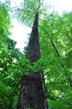 Large beech trees