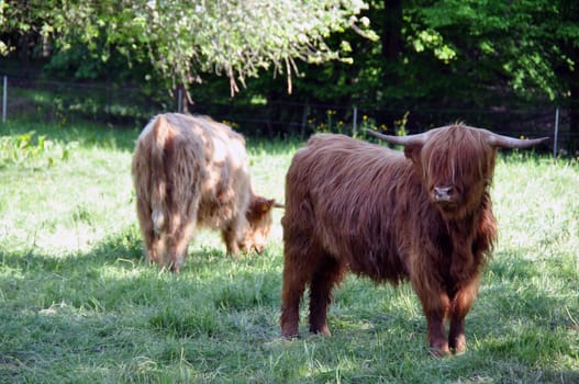 Highland cows 3