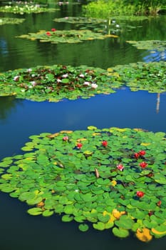 Garden pond