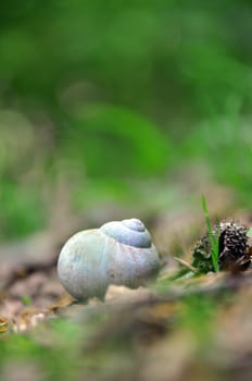 Snail house
