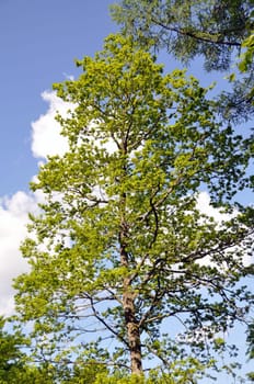 Large trees in spring
