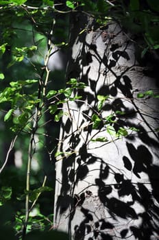 Beech tree reflection in spring