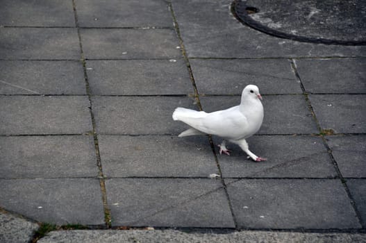 White dove