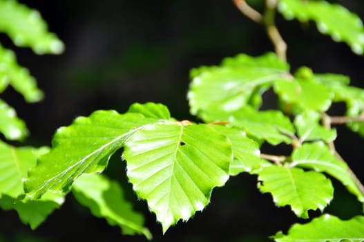 Beech leaves in spring