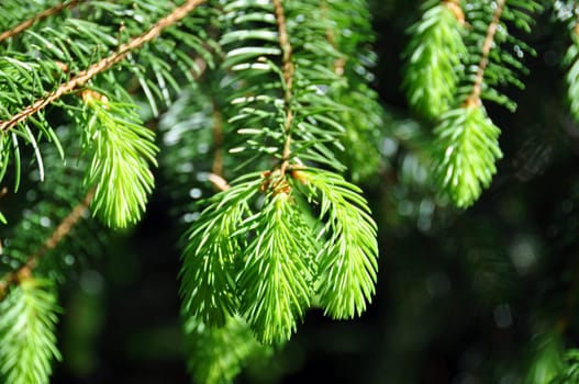 Fresh fir twig