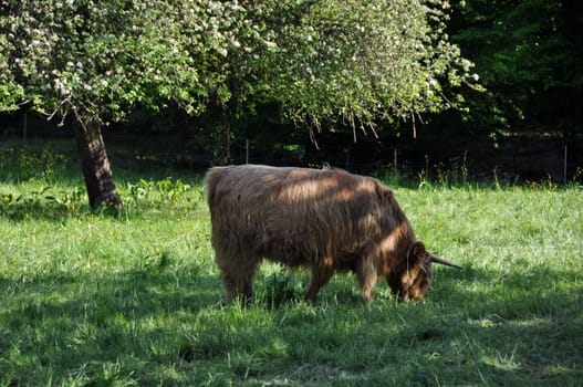 Highland cow 1