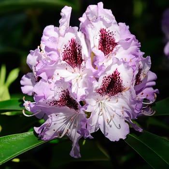 Rhododendron 1