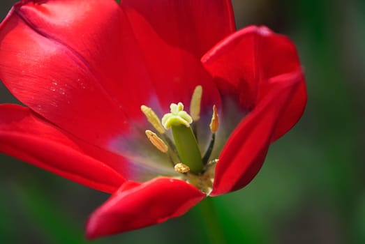 Tulipe 1