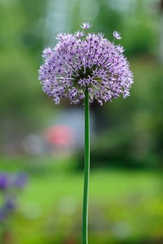 Giant Garlic 1