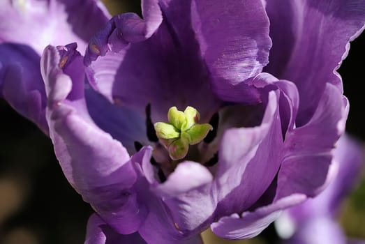tulipe 12